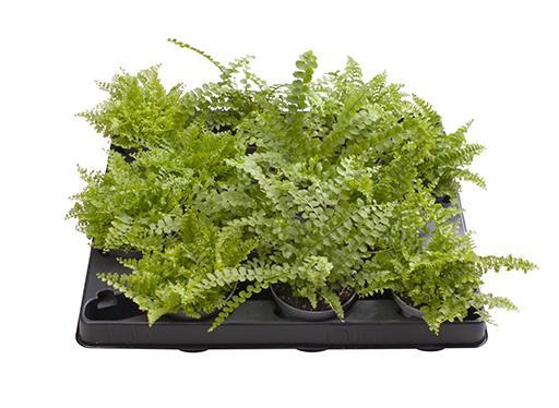 <h4>NEPHROLEPIS EXALTATA</h4>