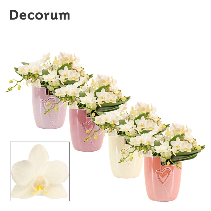 <h4>Phalaenopsis table Whitney 4+ tak in Joa (Special moods-collect)</h4>