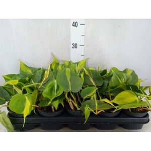 Philodendron scand. 'Brasil'