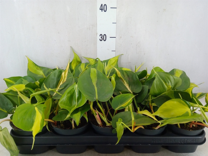 <h4>Philodendron scand. 'Brasil'</h4>