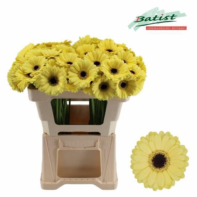 <h4>Ge Mi Surfer</h4>