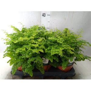 Adiantum raddi. 'Fritz-Luthi'