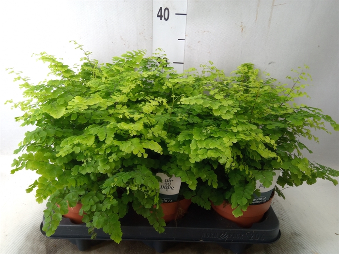 <h4>Adiantum raddi. 'Fritz-Luthi'</h4>