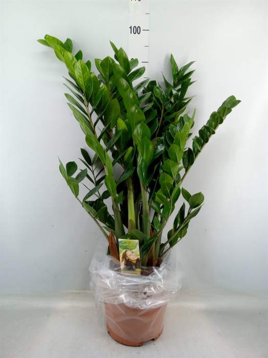 <h4>Zamioculcas zamiifolia</h4>