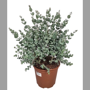 EUCAL GUNNII