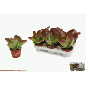 KALANCHOE THYRSIFL