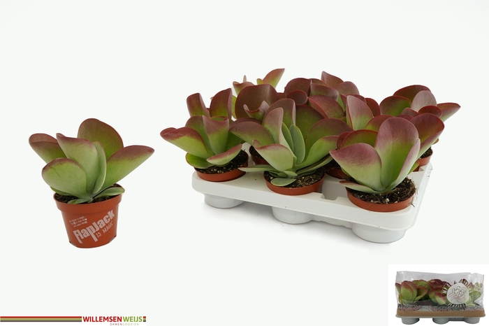 <h4>KALANCHOE THYRSIFL</h4>