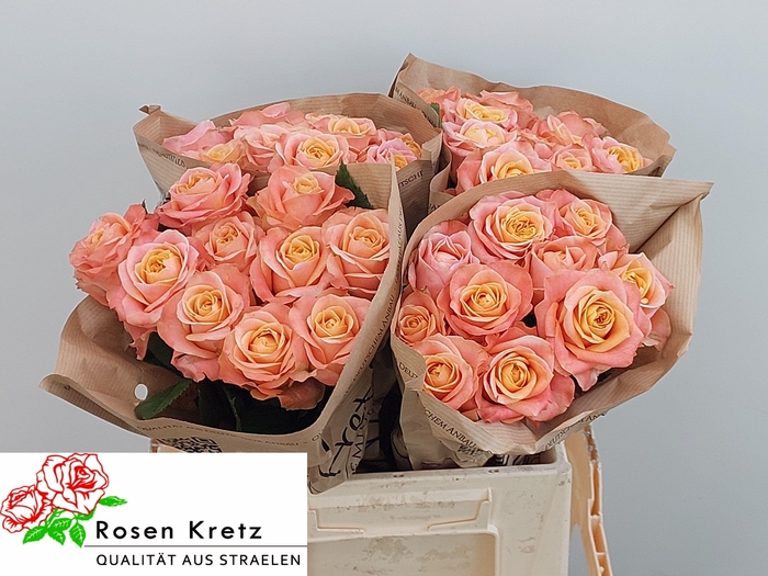 <h4>R GR PEACH FUNKY+</h4>