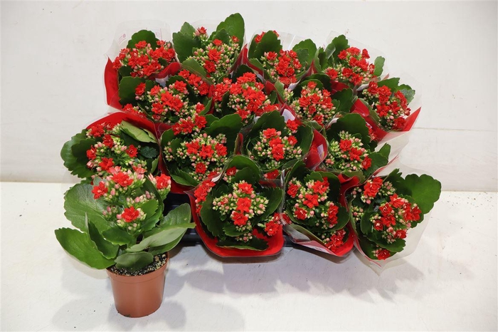 <h4>Kal Ge Don Justino</h4>