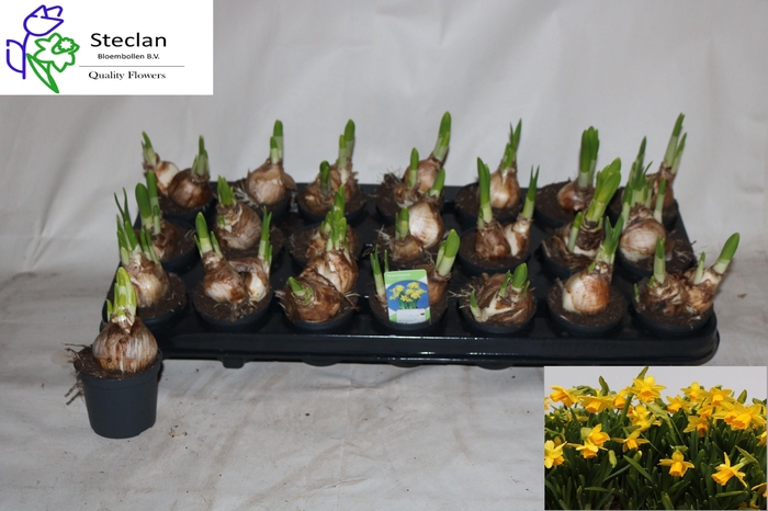 <h4>NARC O TETE A TETE</h4>