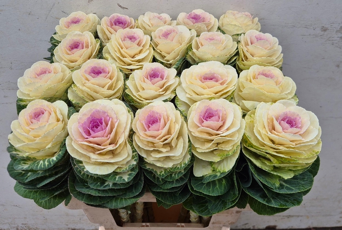 <h4>BRASS WHITE CRANE</h4>