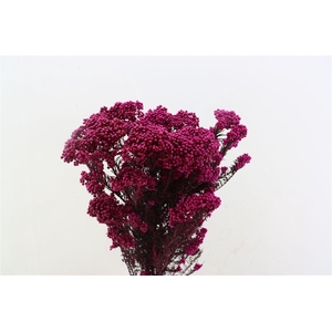 Dried Ozothamnus Fuchsia Bunch Slv