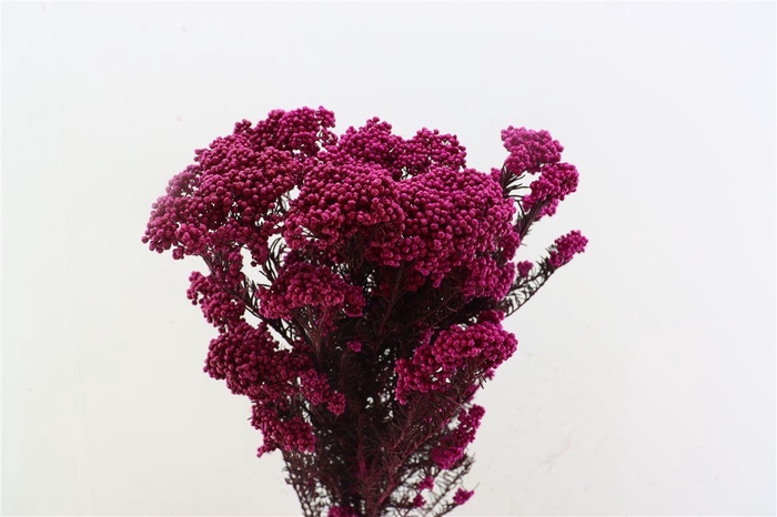 <h4>Dried Ozothamnus Fuchsia Bunch Slv</h4>