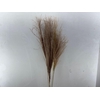 Dried Silvergrass Natural 5pc Bunch