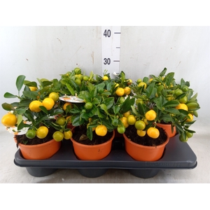 Citrofortunella microcarpa