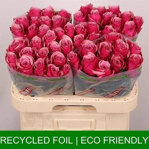 R GR MAJESTIC ATHENA