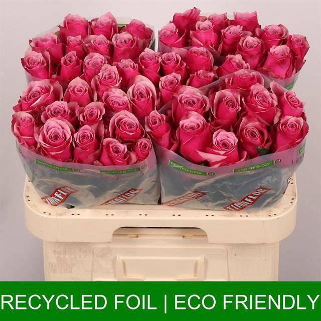 <h4>R GR MAJESTIC ATHENA</h4>