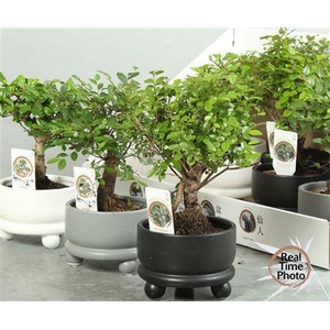Bonsai Gem In Deco Ceramic
