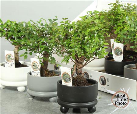 <h4>Bonsai Gem In Deco Ceramic</h4>