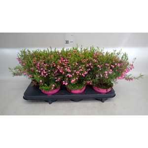 Boronia heterophylla