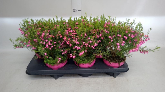 <h4>Boronia heterophylla</h4>