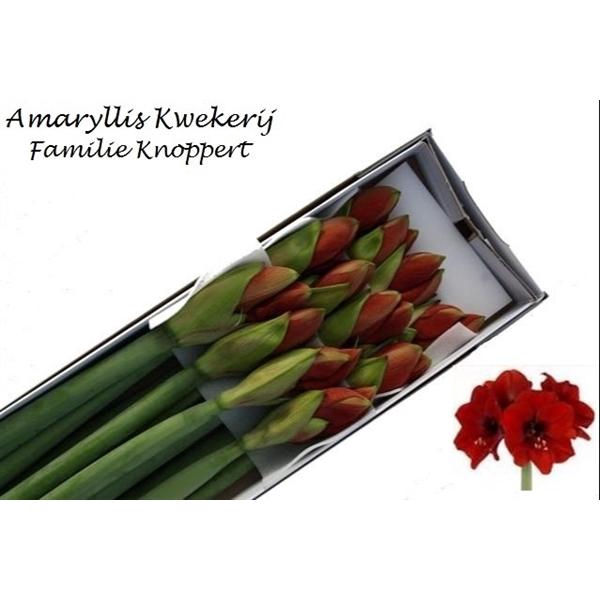 <h4>HIPP GA FERRARI 12</h4>