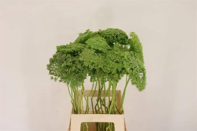 Ammi Visnaga Green Mist
