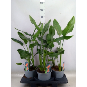 Strelitzia reg.   ...no flowers