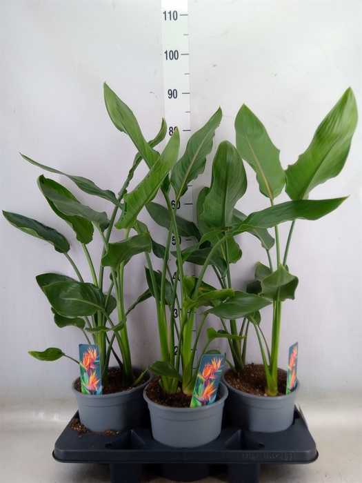 <h4>Strelitzia reg.   ...no flowers</h4>
