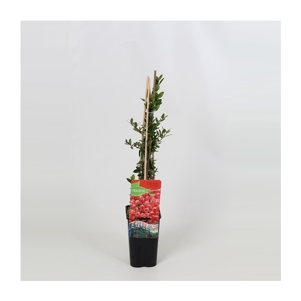 <h4>Pyracantha Red Column</h4>