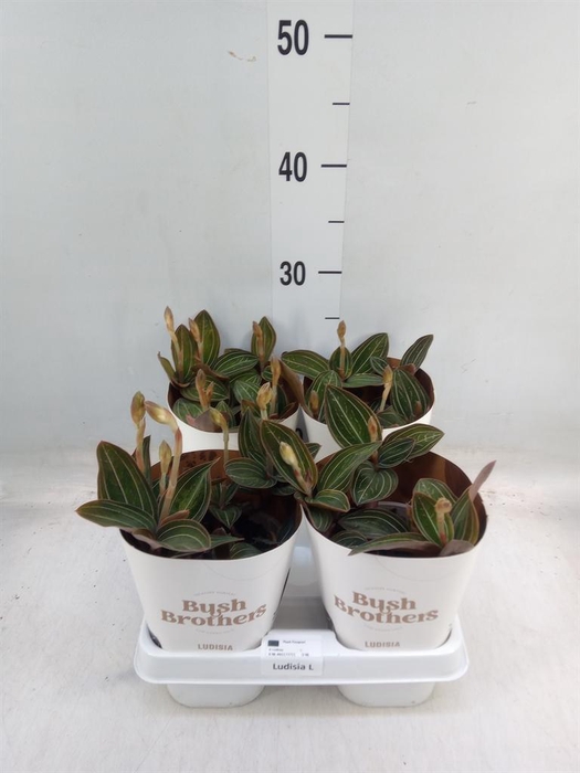 <h4>Ludisia discolor</h4>