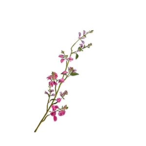 LATHYRUS TAK BEAUTY RT