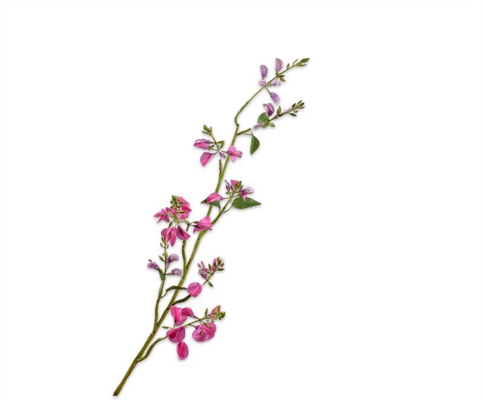 <h4>LATHYRUS TAK BEAUTY RT</h4>