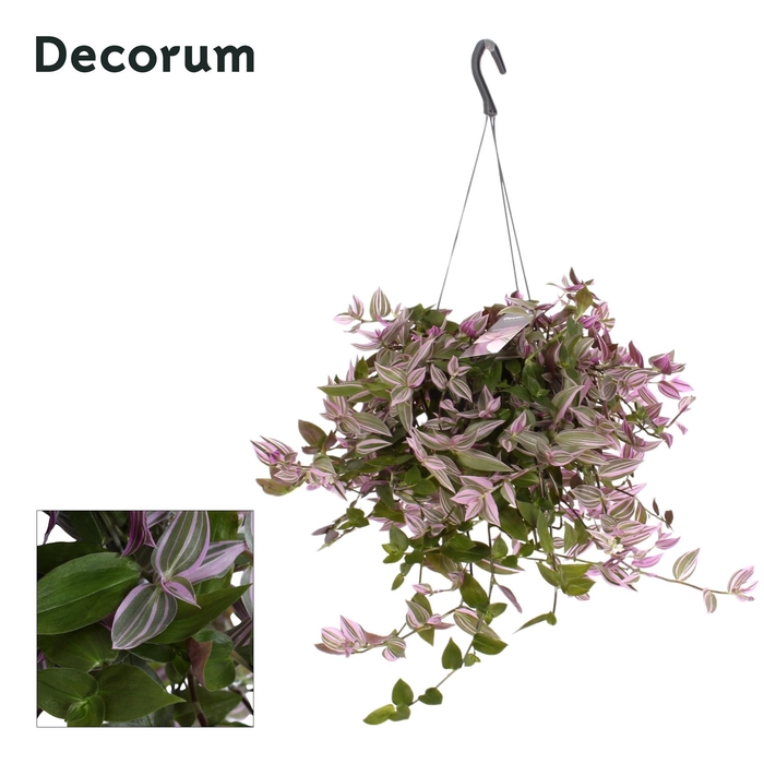 <h4>Tradescantia fluminensis 'Pink Hill'</h4>