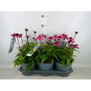 Echinacea  'Sombrero Rose'