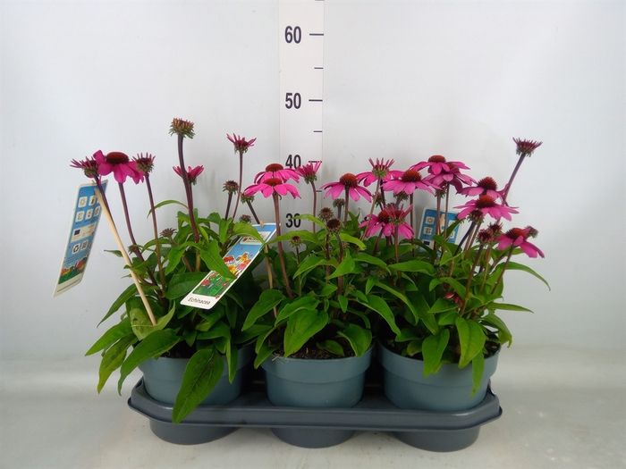 <h4>Echinacea  'Sombrero Rose'</h4>