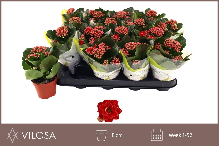 <h4>KAL GE RUBIO RED</h4>