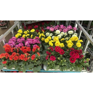 DAHLIA MIXK 5 KL