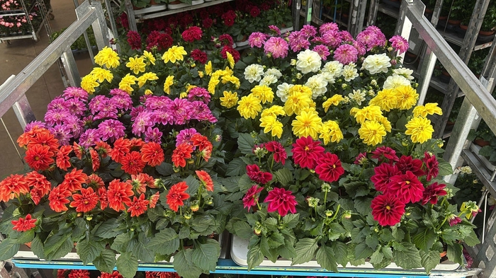 <h4>DAHLIA MIXK 5 KL</h4>