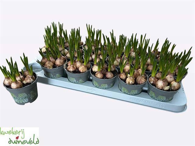 <h4>MUSCAR WHITE MAGIC</h4>