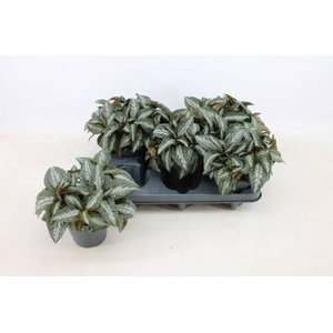 PILEA SPR SILV TREE