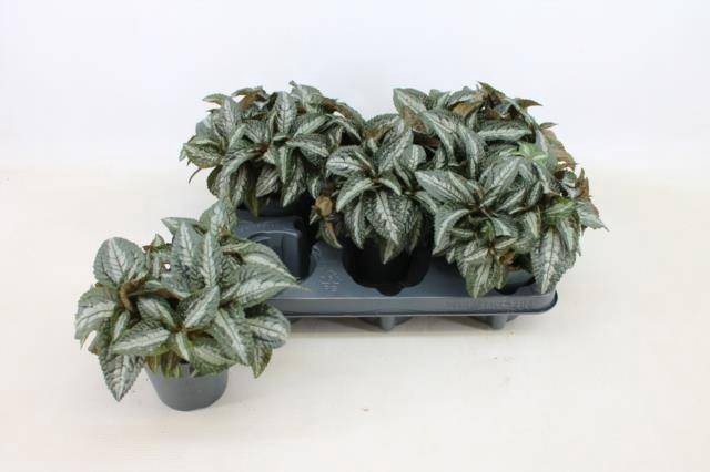 <h4>PILEA SPR SILV TREE</h4>
