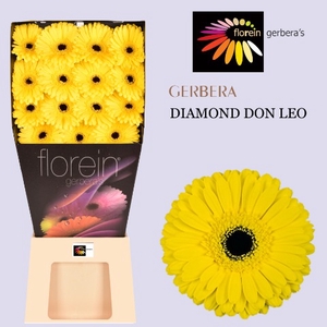 Gerbera Don Leo Diamond