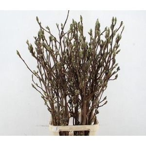 MAGNOLIA SUPERBA 130CM