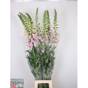 DIGI PURPUREA
