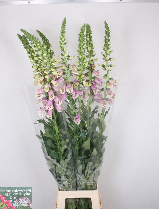 <h4>DIGI PURPUREA</h4>