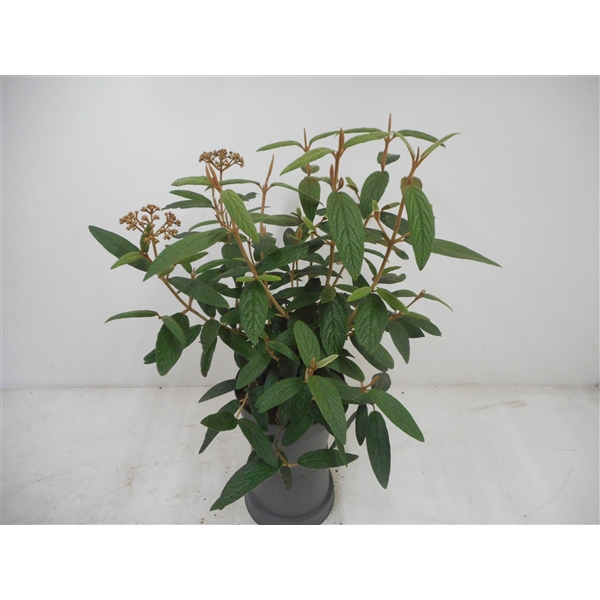 <h4>Viburnum rytidophyllum 80-100 C12</h4>