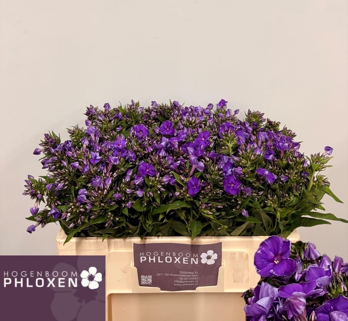 <h4>PHLOX CRISSY</h4>