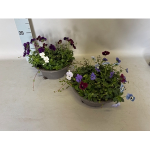 Schaal 23 Viola cornuta Muehlenbeckia