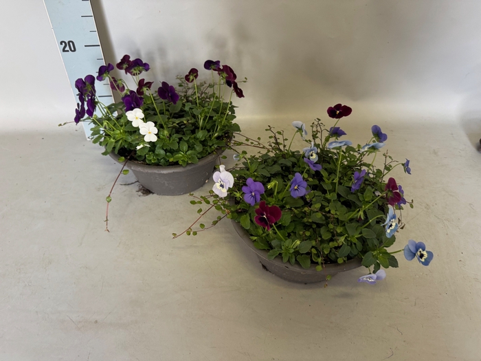<h4>Schaal 23 Viola cornuta Muehlenbeckia</h4>